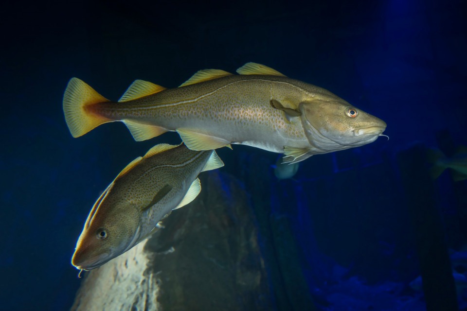 Torsk i rovfiskakvariet på Baltic Sea Science Center. Foto.