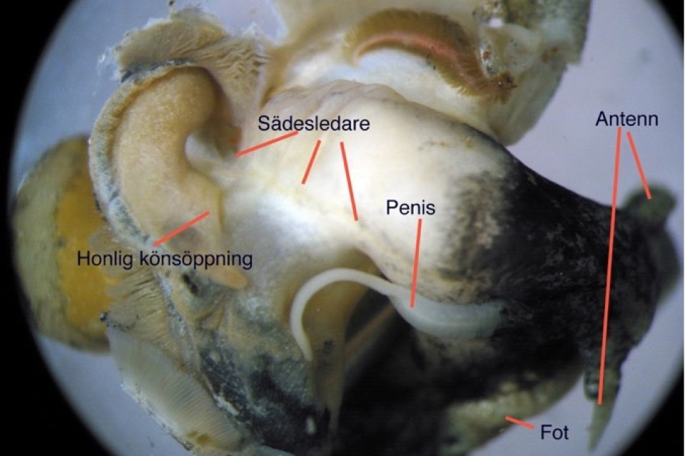 Bild som visar Imposex hos nätsnäcka