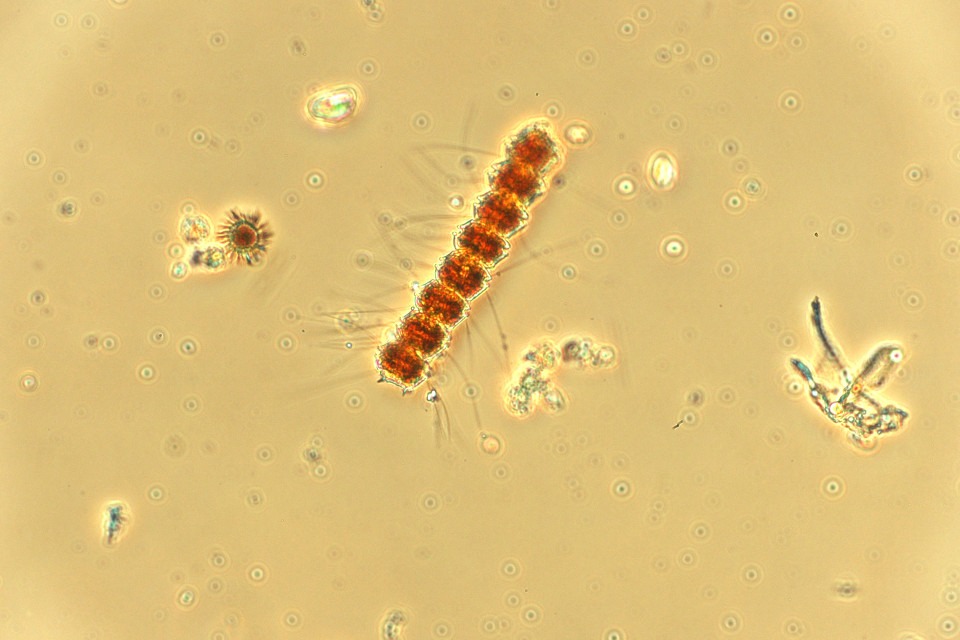 Dinoflagellat Peridiniella catenata