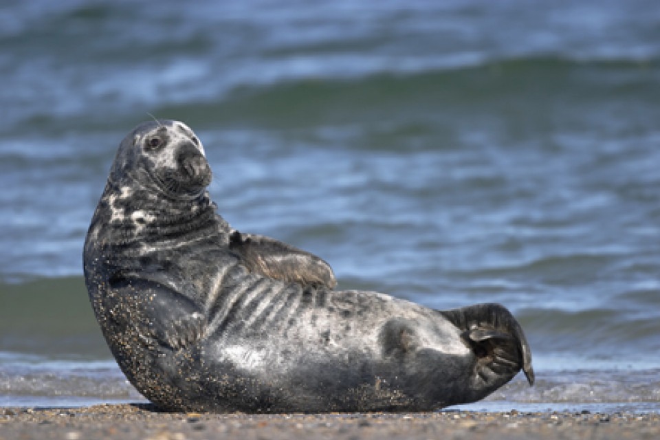 säl vilar på kobbe