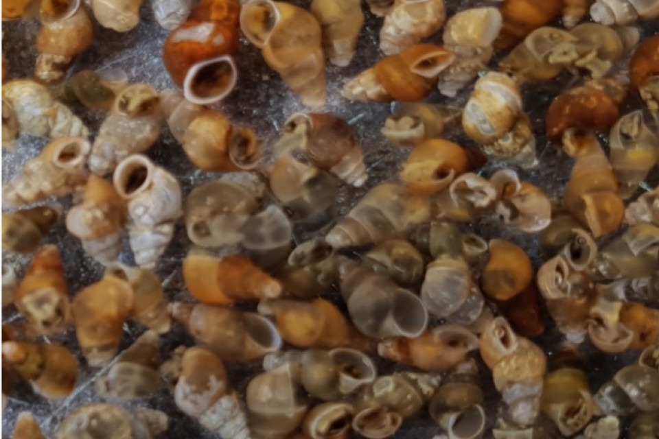 Bild som visar tusensnäcka