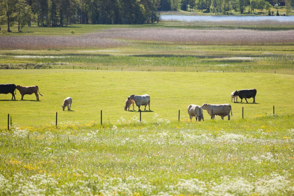 Betande kor i anslutning till vattendrag. Foto.