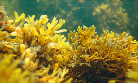 Blåstångens djuputbredning har ökat kring Askö de senaste 20 åren. Foto: Hans Kautsky