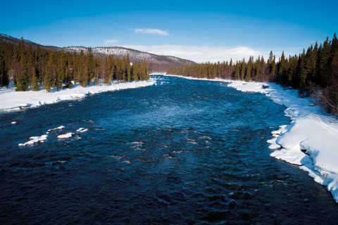 Ökad älvtillrinning innebär inte bara ökad tillförsel av gödande ämnen till havet, det ger också högre halter av älvburna kolföreningar. De brunfärgade kolföreningarna sänker ljusnivån i vattenmassan och minskar växtplanktonens fotosyntes. Foto: Alexander Erdbeer/Shutterstock