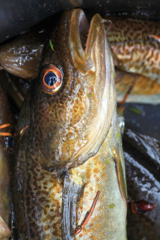 Halterna av kvicksilver och HBCDD ökar i torsklever från norra Egentliga Östersjön.