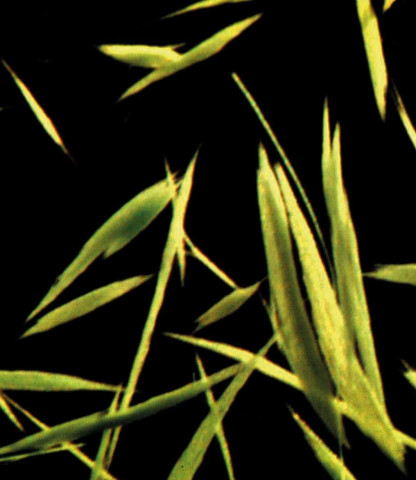 Cyanobakterien Aphanizomenon sp. bildar buntar av filament som syns som gröna stickor i vattnet <br>Foto:  Helena Höglander