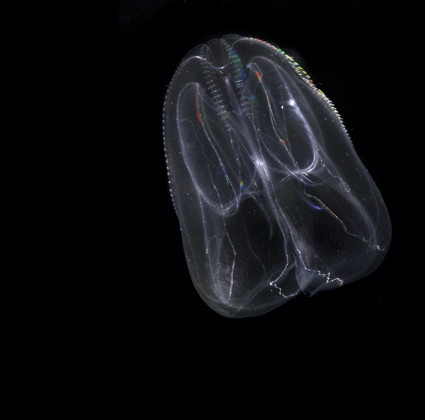 Kammaneten Mnemiopsis leidyi upptäcktes första gången för tio år sedan på västkusten. Den har troligen kommit hit med barlastvatten och påverkar nu Västerhavets ekosystem. Foto: Erik Selander