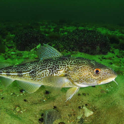 Foto av torsk vid Midsjöbanken