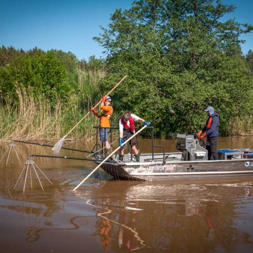 Båtelfiske i Sagån, puffbild. Foto.