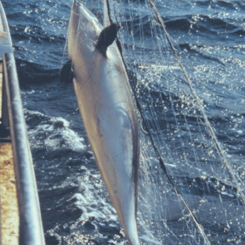 Bifångad tumlare i nät