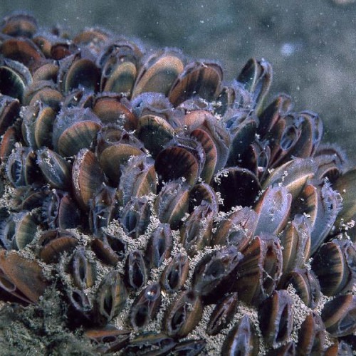 Bild av bädd av blåmusslor på havsbotten