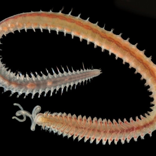 Mikroskopbild på havsborsmasken Marenzellleria