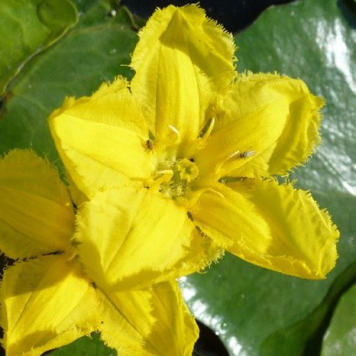 Närbild på sjögull. Foto.