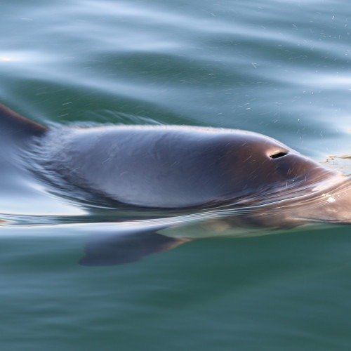 Tumlare med ryggfena