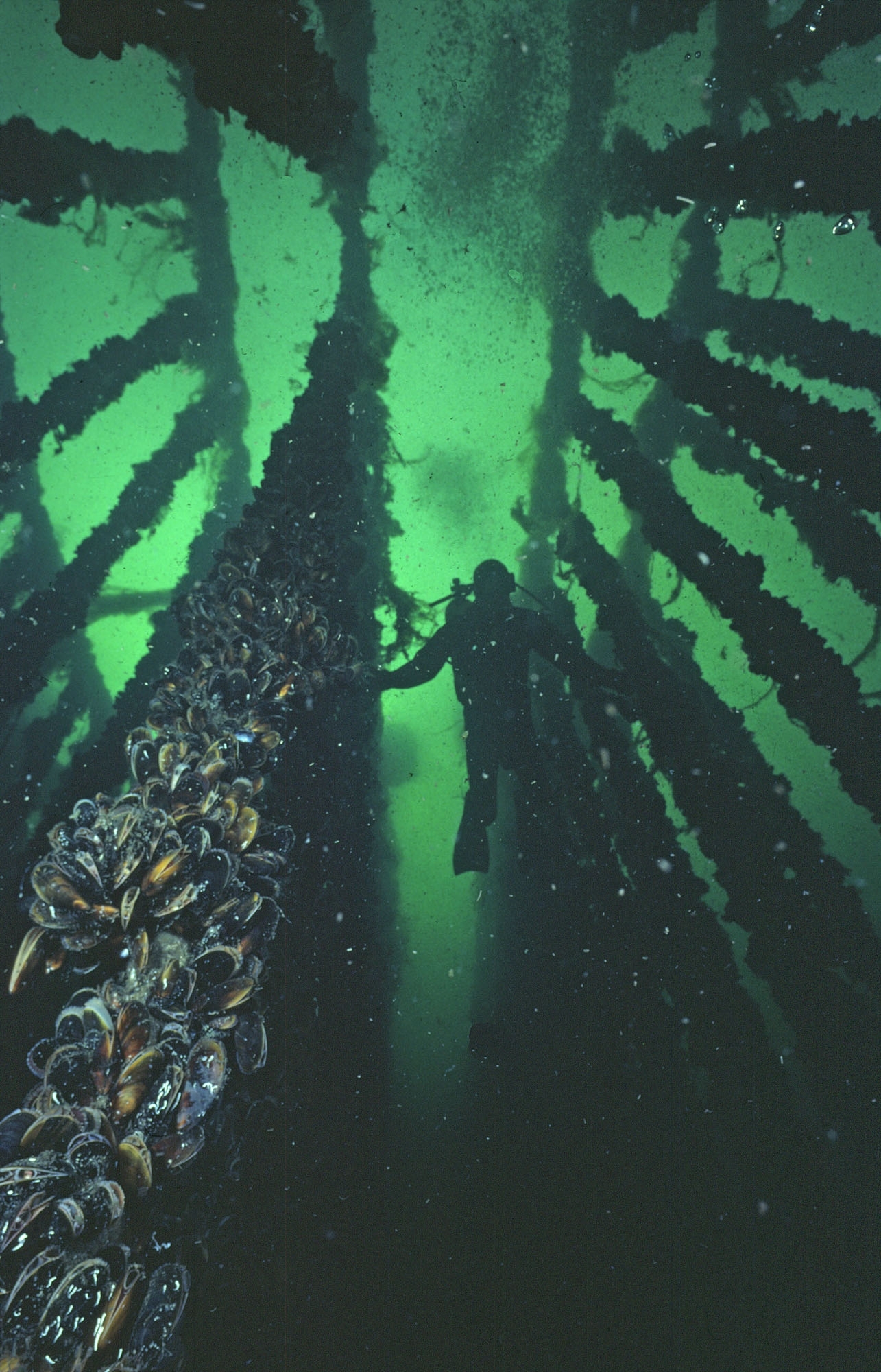 dykare i musselodling