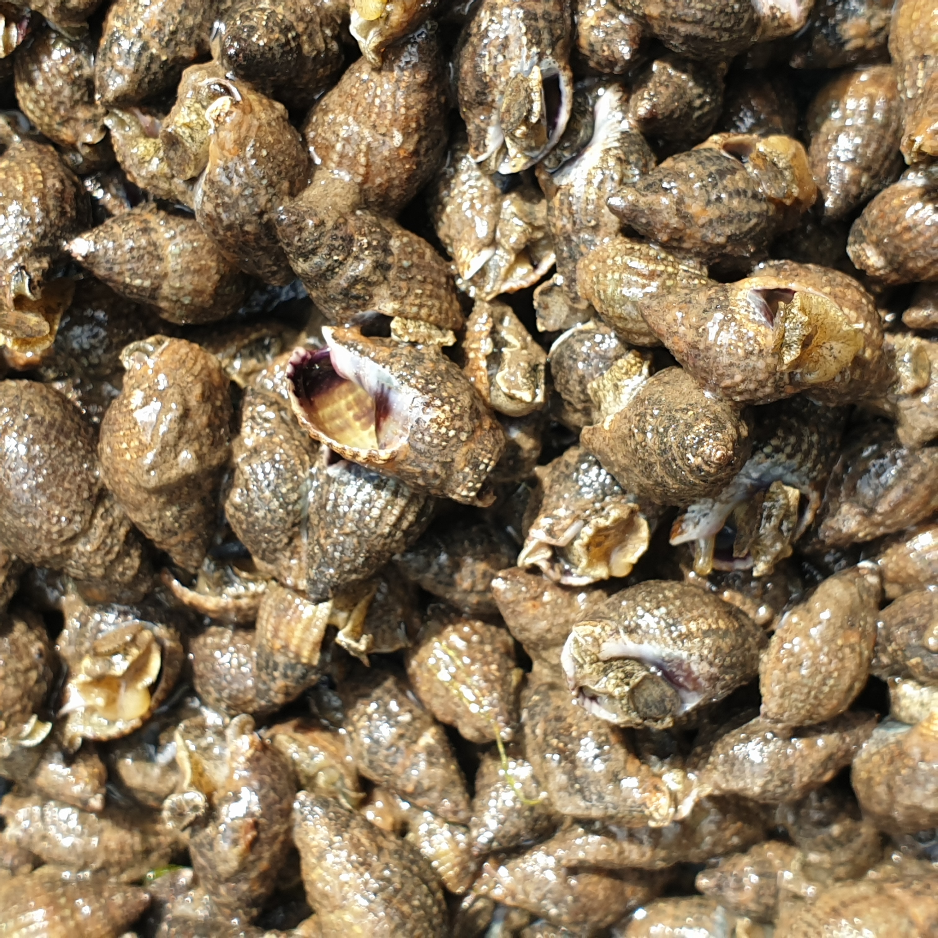 Bild som visar nätsnäckor som används vid provtagning av TBT.