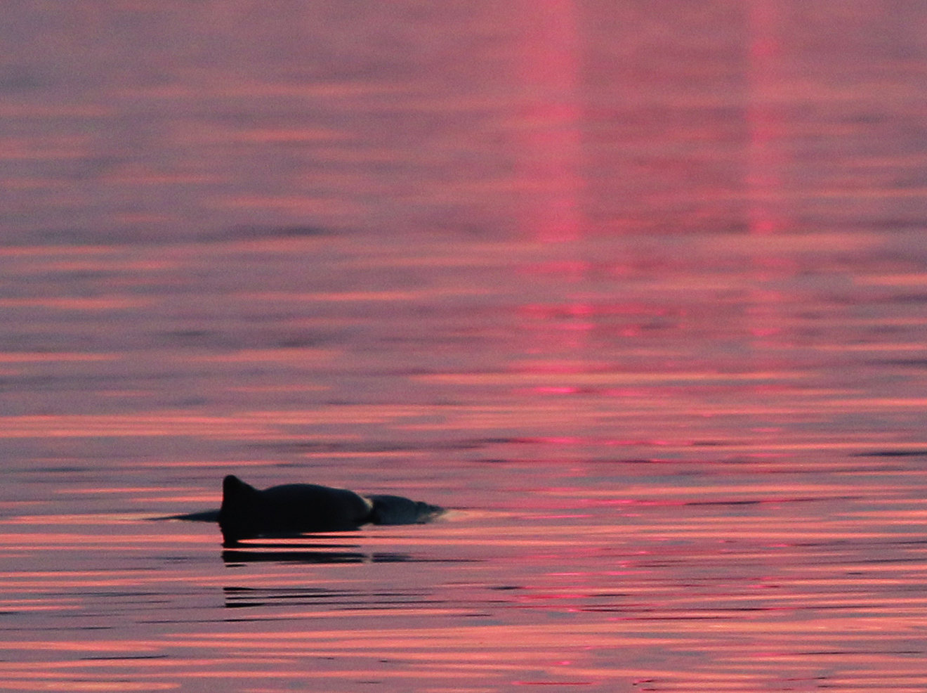 Tumlare i kvällsljus