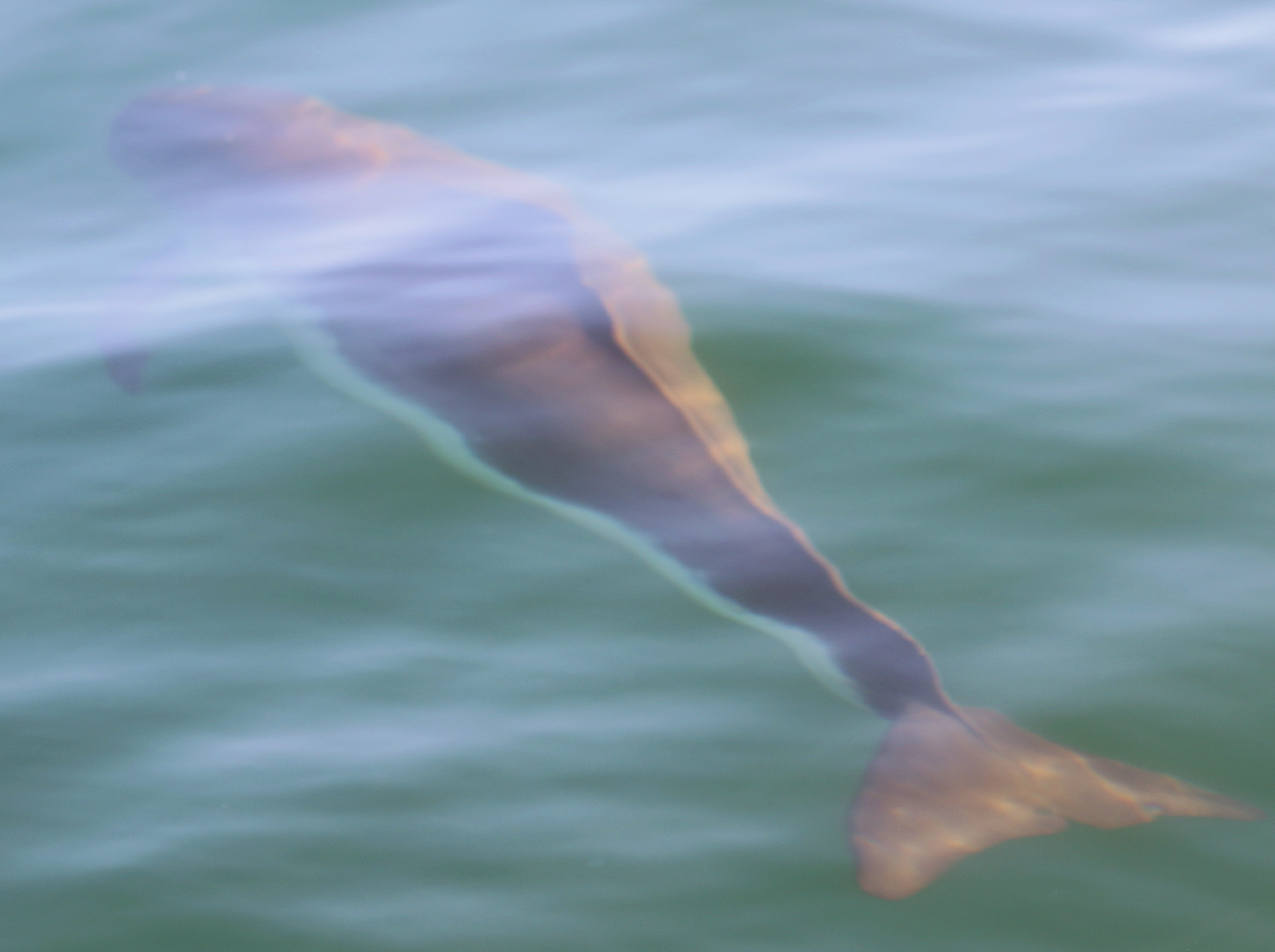 Tumlare sedd genom vattenytan