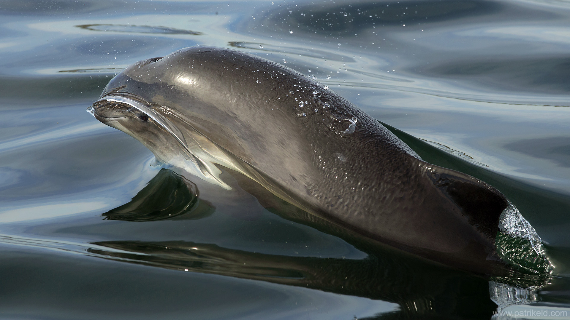 Tumlare på väg upp