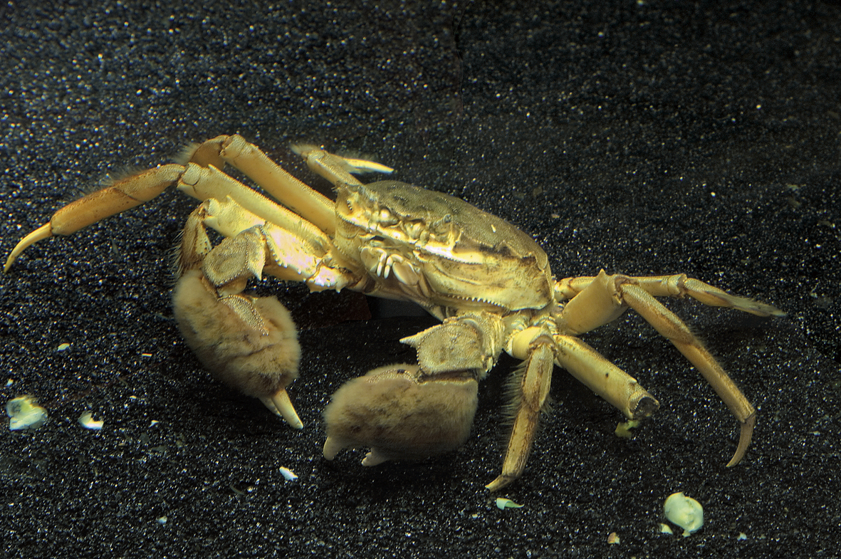 Kinesisk ullhandskrabba.