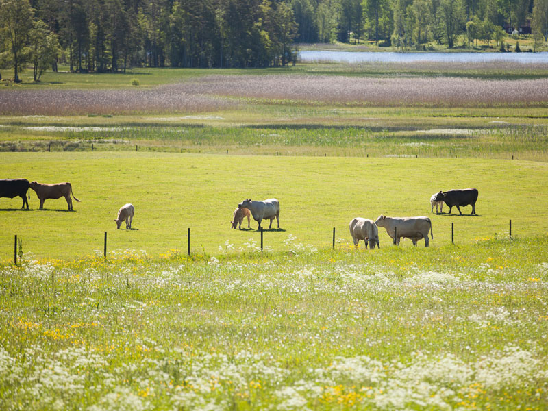 Betande kor i anslutning till vattendrag. Foto.