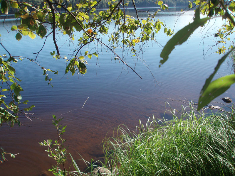 Vy av brun sjö. Foto.